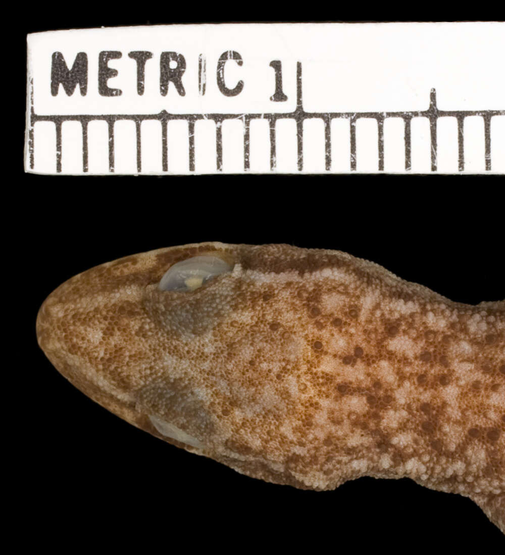 Image of Belize Leaf-toed  Gecko