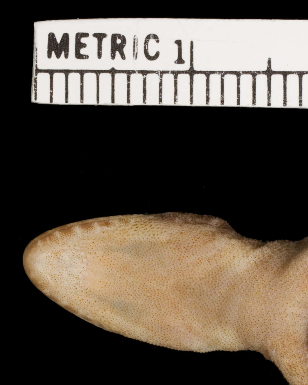 Image of Belize Leaf-toed  Gecko