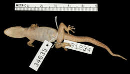 Image of Belize Leaf-toed  Gecko