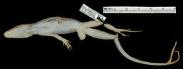 Image of Saint Lucia tree lizard