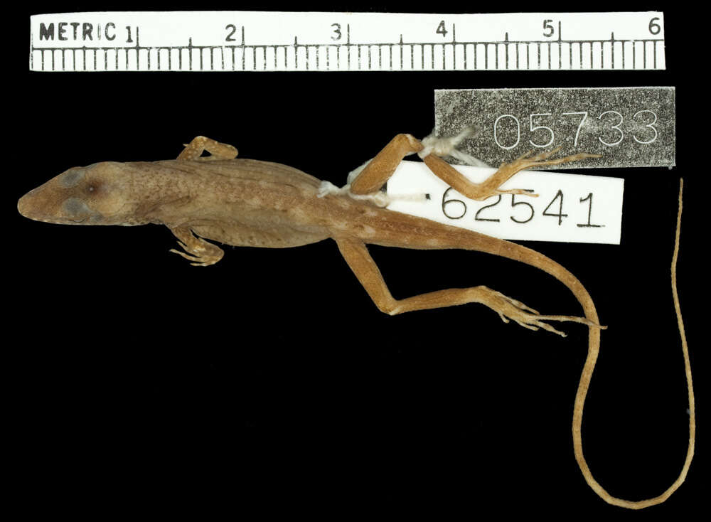 Image of Koopmans Anole