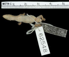 Image of Shreve's Least Gecko