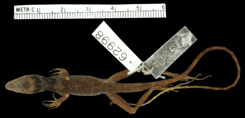 Image of Anolis monticola quadrisartus Thomas And Schwartz 1967