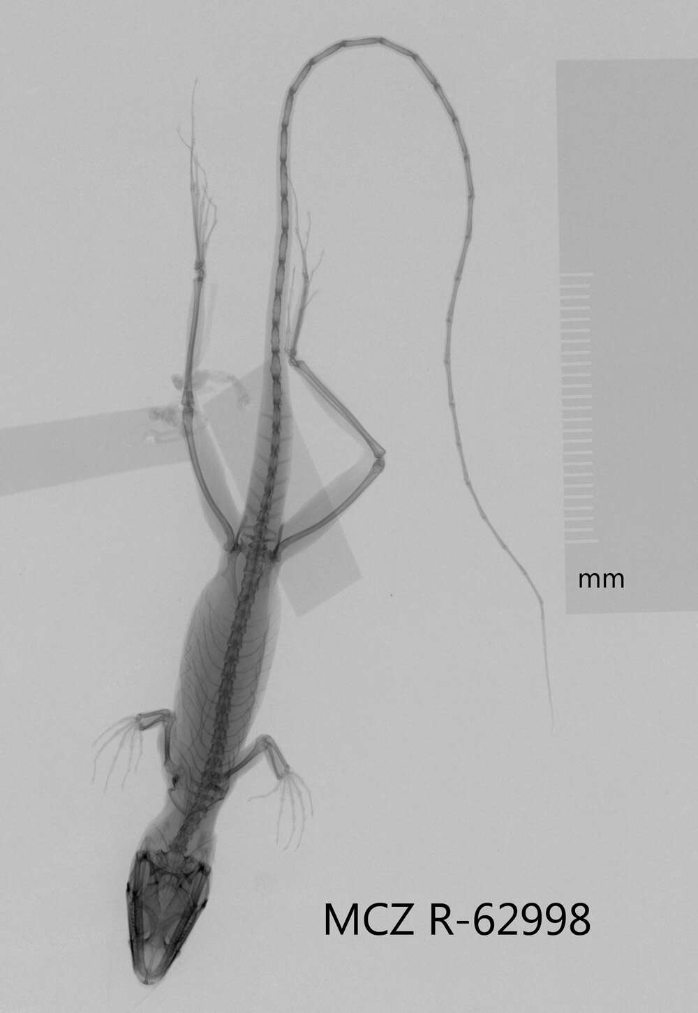 Image of Anolis monticola quadrisartus Thomas And Schwartz 1967