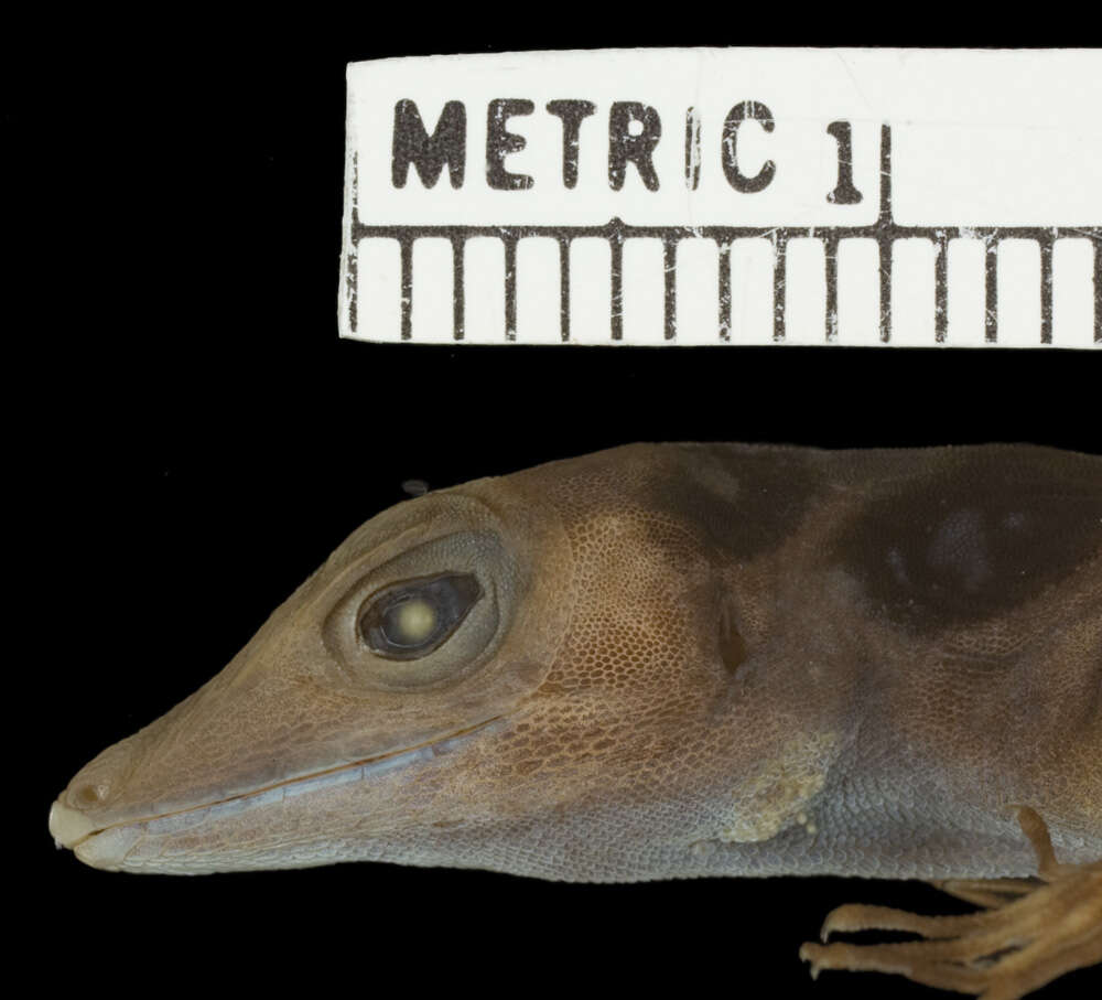 Image of Anolis monticola quadrisartus Thomas And Schwartz 1967