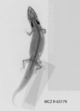 Image of Sphaerodactylus difficilis lycauges Schwartz 1983