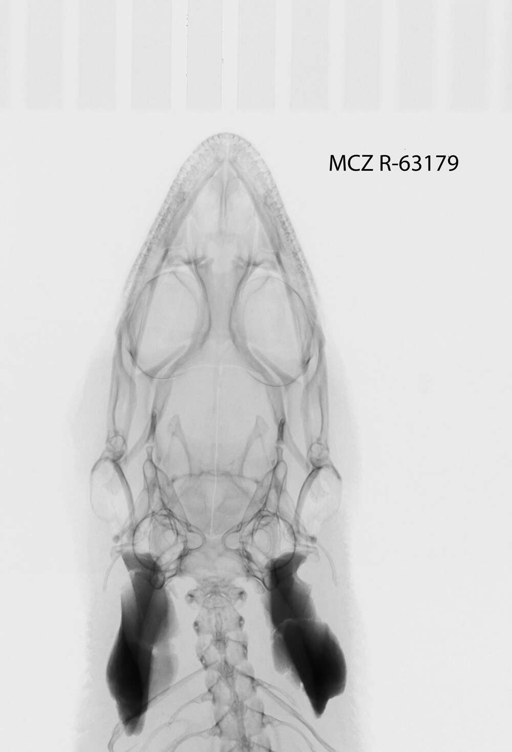 Image of Sphaerodactylus difficilis lycauges Schwartz 1983