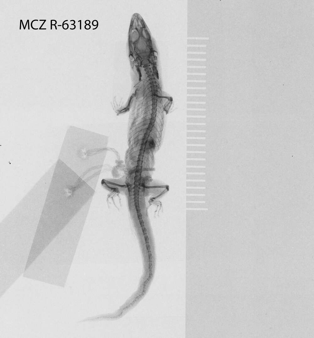 Image of Sphaerodactylus difficilis lycauges Schwartz 1983