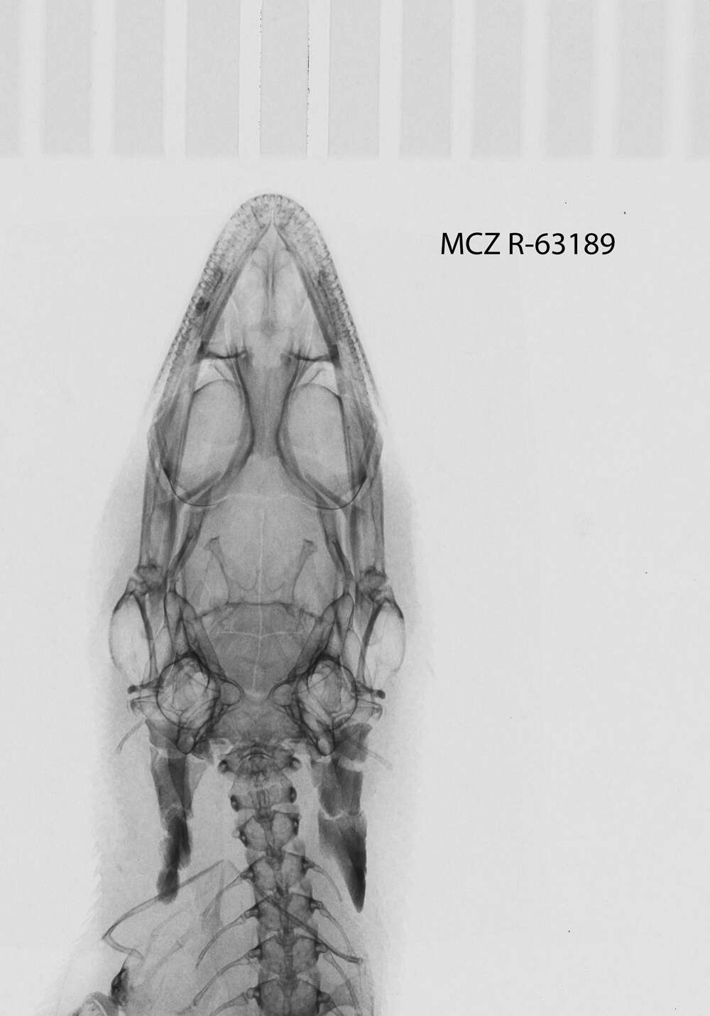 Image of Sphaerodactylus difficilis lycauges Schwartz 1983