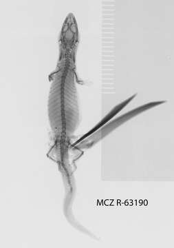 Image of Sphaerodactylus difficilis lycauges Schwartz 1983