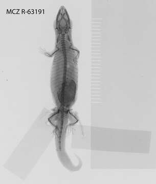 Image of Sphaerodactylus difficilis lycauges Schwartz 1983