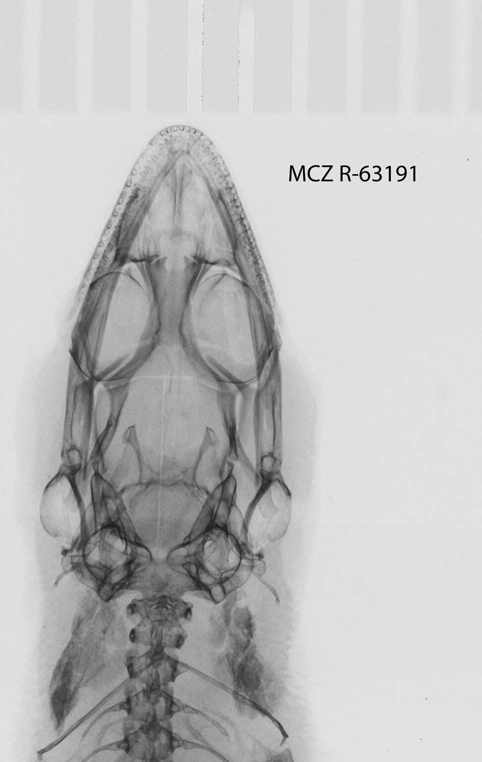 Image of Sphaerodactylus difficilis lycauges Schwartz 1983