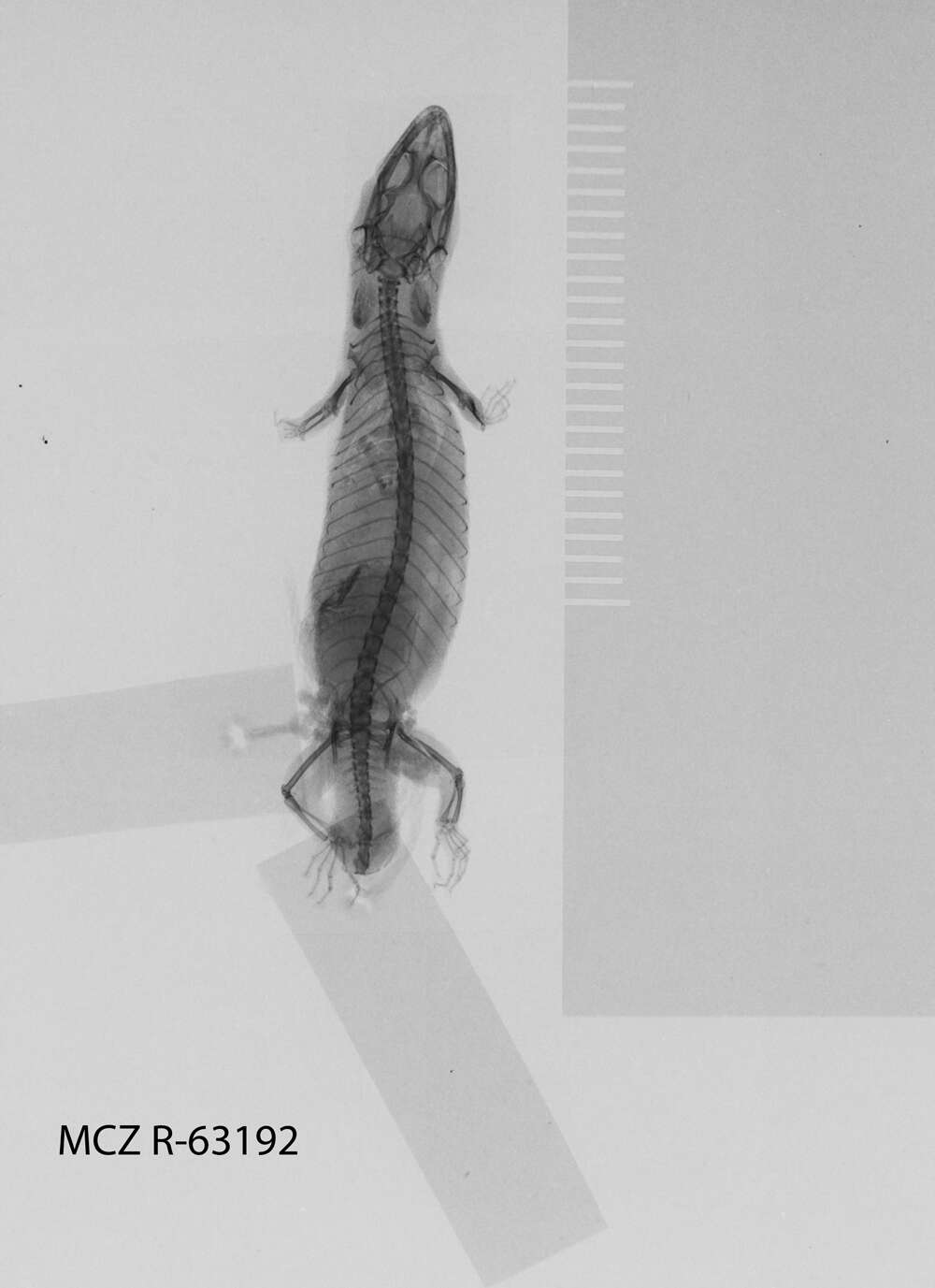 Image of Sphaerodactylus difficilis lycauges Schwartz 1983