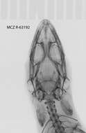 Image of Sphaerodactylus difficilis lycauges Schwartz 1983