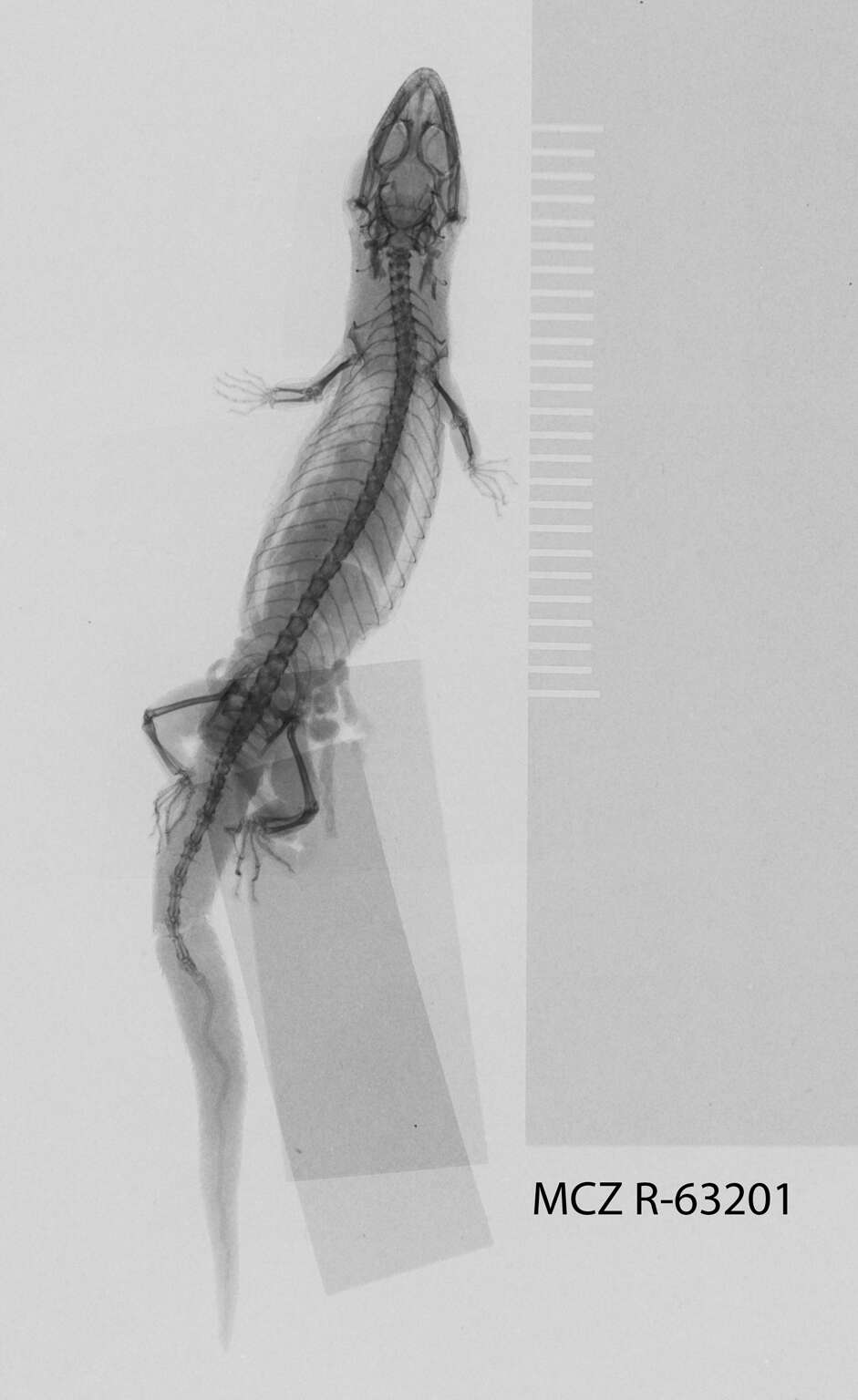 Image of Sphaerodactylus difficilis lycauges Schwartz 1983