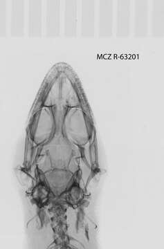 Image of Sphaerodactylus difficilis lycauges Schwartz 1983