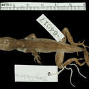 Image of Anolis jubar cuneus Schwartz 1968