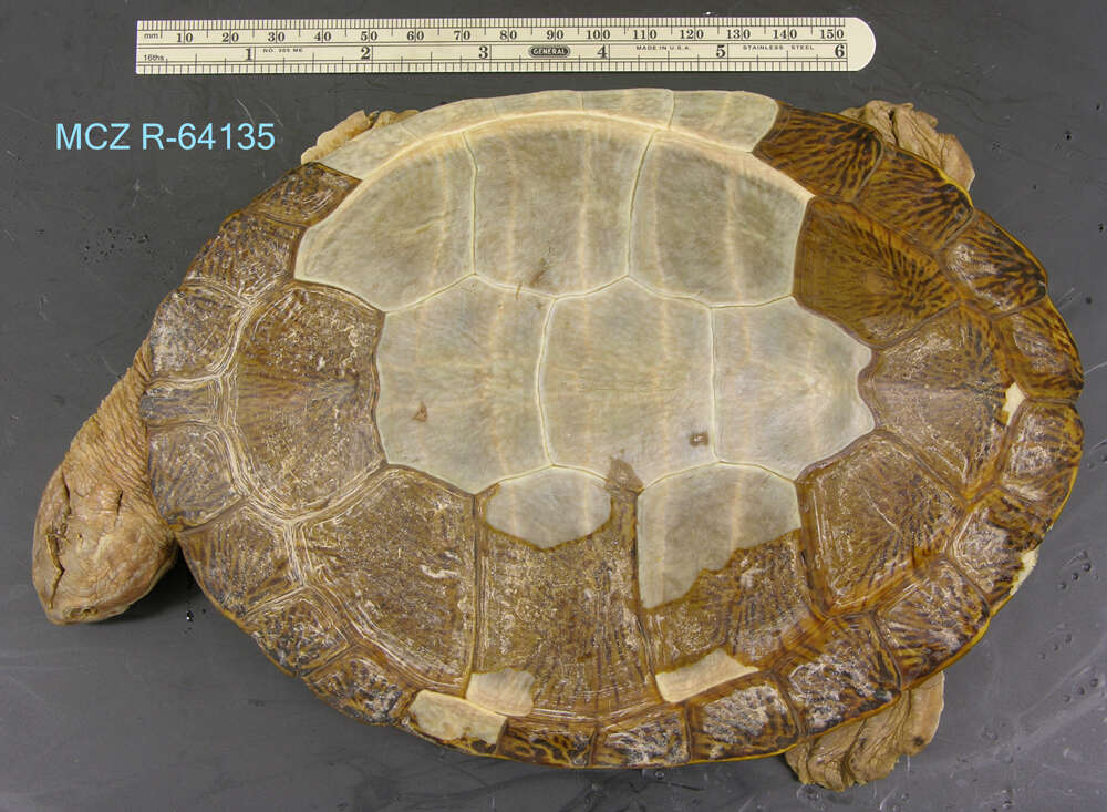 Image of William’s South-American Side-necked Turtle