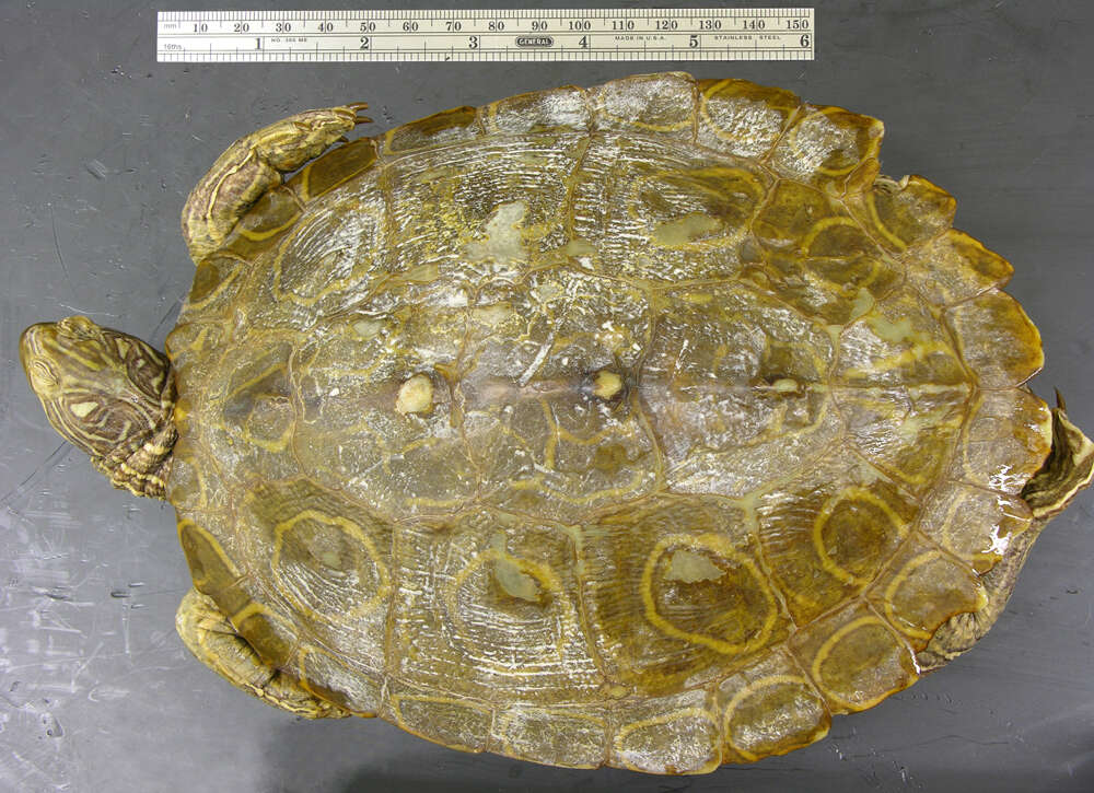 Image of Ringed Map Turtle