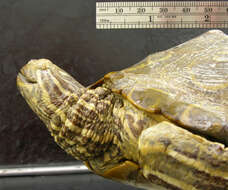 Image of Ringed Map Turtle