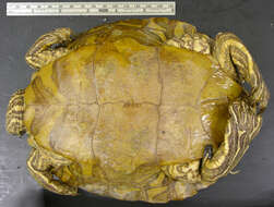 Image of Ringed Map Turtle