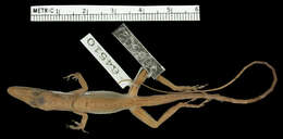 Image de Anolis dolichocephalus dolichocephalus Williams 1963