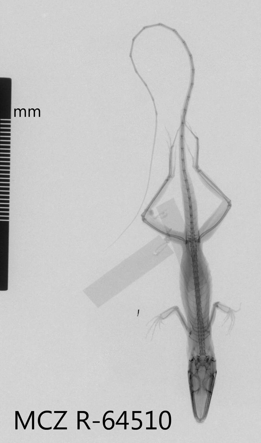 Image de Anolis dolichocephalus dolichocephalus Williams 1963