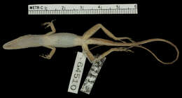 Image of Anolis dolichocephalus dolichocephalus Williams 1963