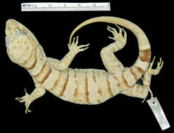 Cyrtodactylus tuberculatus (Lucas & Frost 1900) resmi