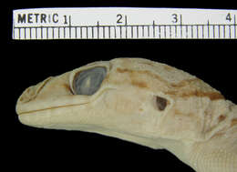 Cyrtodactylus tuberculatus (Lucas & Frost 1900) resmi