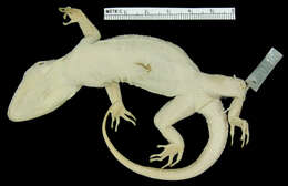 Cyrtodactylus tuberculatus (Lucas & Frost 1900) resmi