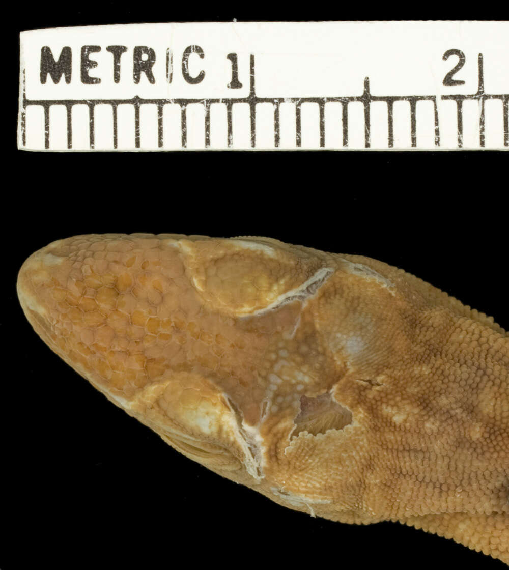 Imagem de Anolis biporcatus (Wiegmann 1834)