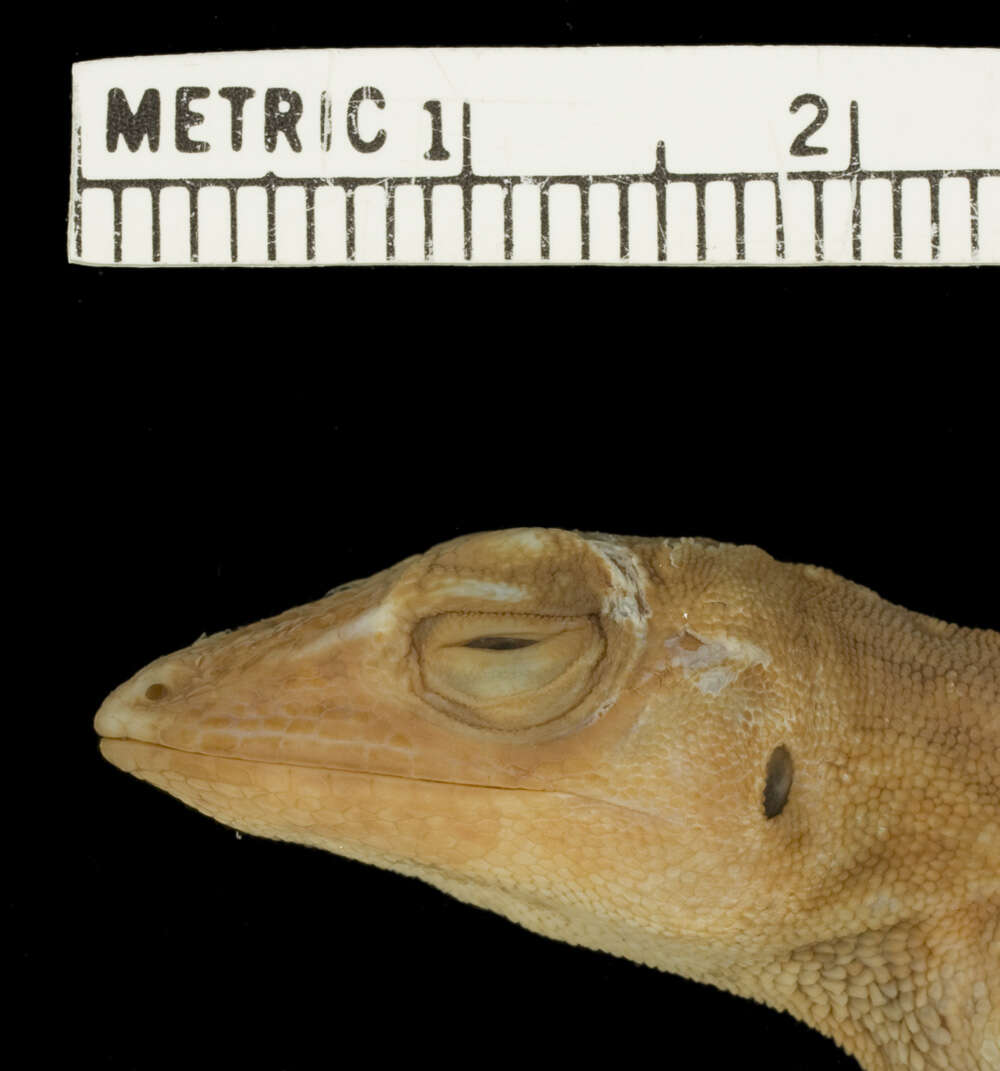 Imagem de Anolis biporcatus (Wiegmann 1834)