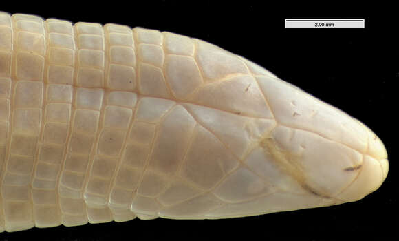 Image of Blind Worm Lizard