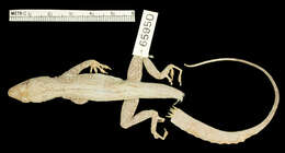 Image de Anolis scriptus Garman 1887