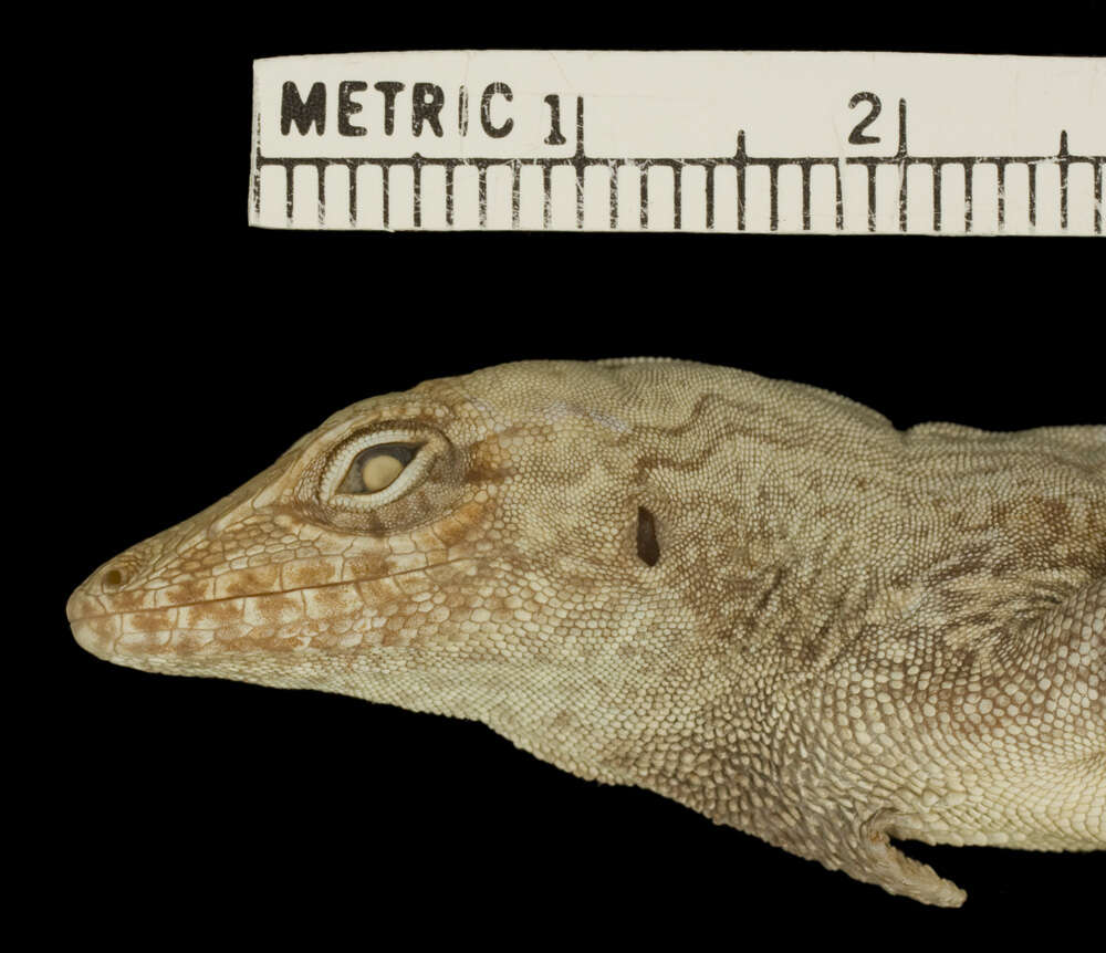 Image de Anolis scriptus Garman 1887