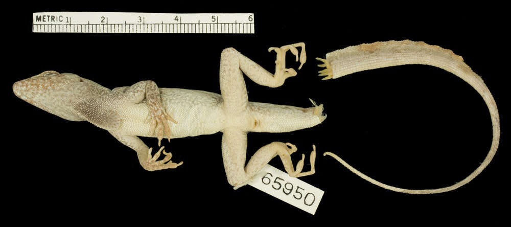 Image de Anolis scriptus Garman 1887