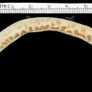 Image of Angled Worm Lizard