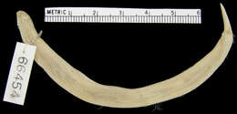 Image of Angled Worm Lizard