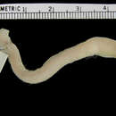 Image of Flat Worm Lizard