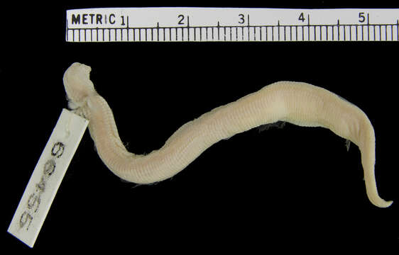 Image of Flat Worm Lizard