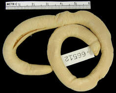 Image of Baker's Worm Lizard