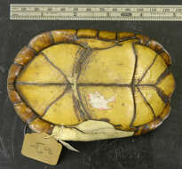 Image of Scorpion mud turtle