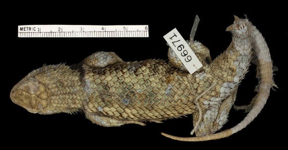 Image of Sceloporus uniformis Phelan & Brattstrom 1955