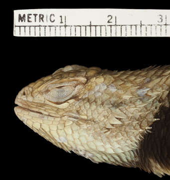 Image of Sceloporus uniformis Phelan & Brattstrom 1955