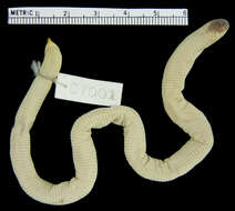 Image of tropical worm lizards