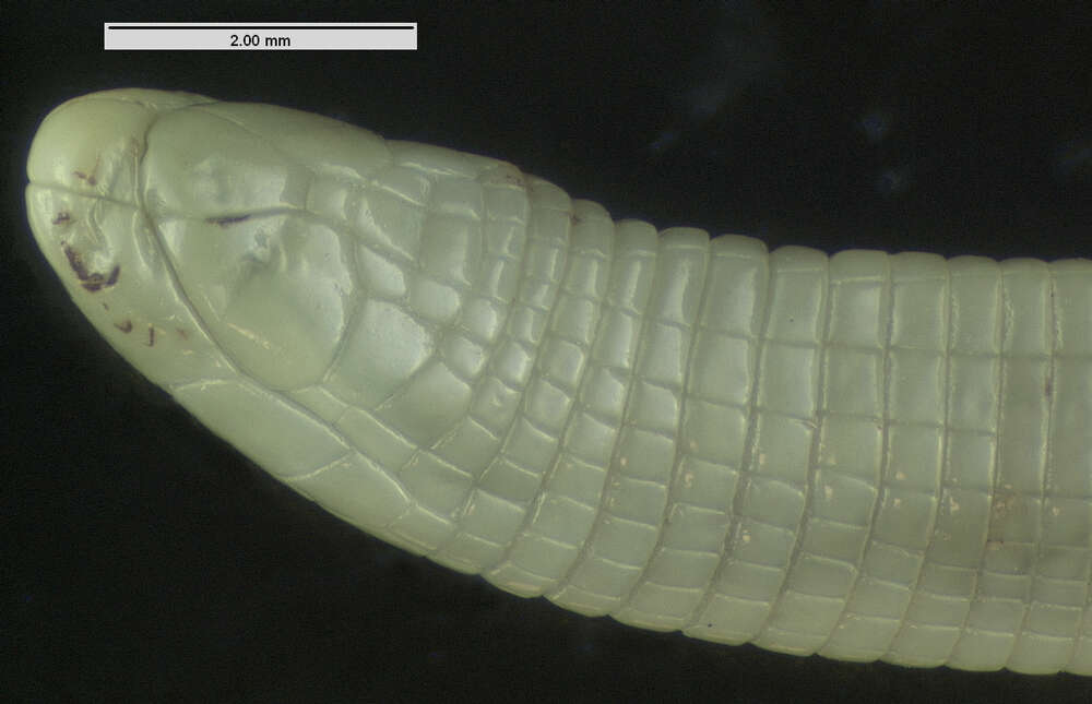 Image of Mbanja Worm Lizard