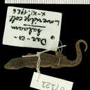 Lygodactylus inexpectatus Pasteur 1965 resmi