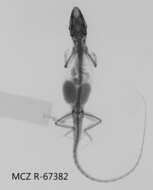 Anolis litoralis Garrido 1975 resmi