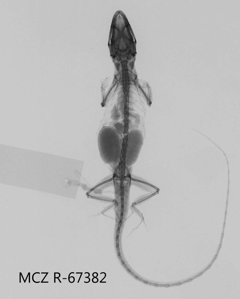 Anolis litoralis Garrido 1975 resmi